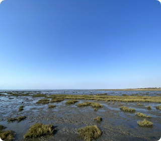 人工濕地，人工濕地建設(shè)