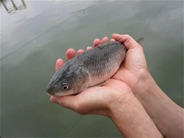 1615361742266056.jpg 河道里的魚.jpg